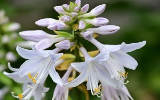 好听又有深意的植物，常见的有紫珠、玉簪、流苏等