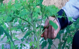番茄怎样打枝才能多结果,可以进行单干打枝