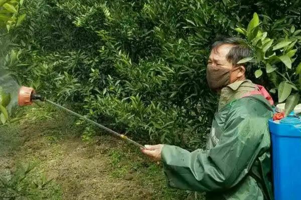 柑橘煤污病的发病特点，在叶片、枝梢及果实的表面有黑色的煤污斑