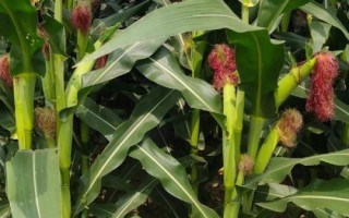 中科瑞369玉米种子特征特性，适宜播期4月下旬至5月上旬