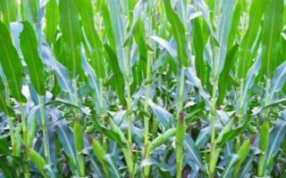ZL515玉米品种的特性，密度5000株/亩左右