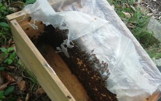 蜜蜂春繁在几月，间因各地气候不同而有差异