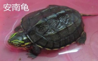 水龟的种类,常见的有这十种