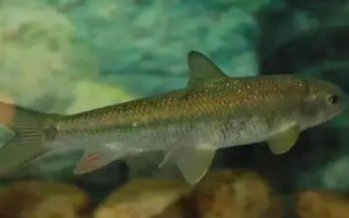 鲥鱼的价格，一斤需要50-200元左右