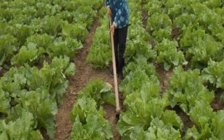蔬菜施用化学肥料的注意事项,注意这六点