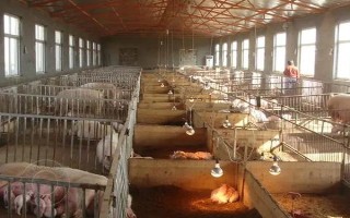 北方冬季怎么对猪圈保温，安装保温灯或锅炉、使用煤炉均能起到增温效果