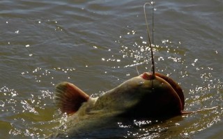 钓鱼的饵料能自己制作吗，可以自制饵料
