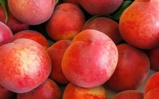 水蜜桃成熟所需时间，开花后需要3-4个月才能结果成熟