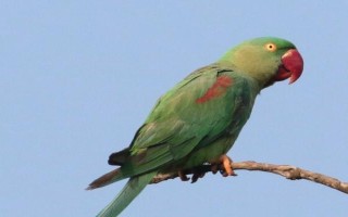 鹦鹉的品种介绍，常见的有虎皮鹦鹉、亚历山大鹦鹉等