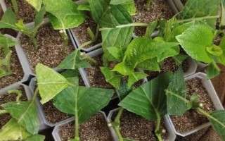 绣球花怎么繁殖，可分株也可压条繁殖