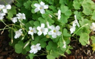 白花酢浆草简介,因花色呈白色而得名