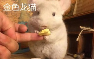 龙猫的种类，常见以下5种