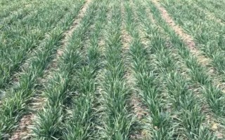 旱地怎么抗旱，可采取节水灌溉、覆盖秸秆、沟垄耕作等措施