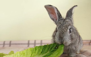 兔子的饲料配方，不同成长阶段的配方不同