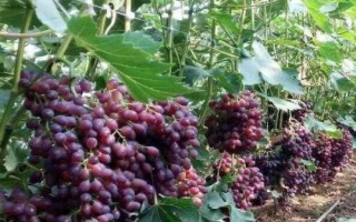 葡萄收获后什么时候修剪，最佳时期在采果后20天左右