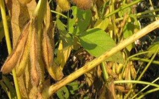 湘鲜秋豆1号大豆品种简介,湖南秋播全生育期76.0天