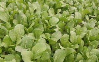 树底下适合种什么菜，可以种生菜、菠菜、韭菜等