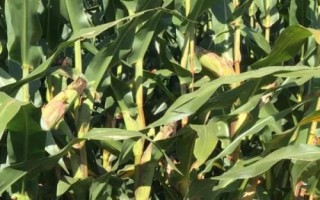 京农科801玉米品种简介,中抗茎腐病