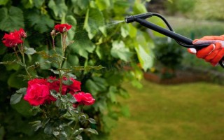 花卉黄叶病如何防治，遇旱时需及时浇水