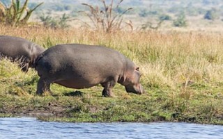 河马可以在陆地上生活吗，河马可以在陆地上生活