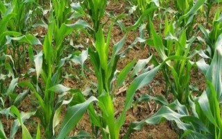 高锐思341玉米品种的特性，用种衣剂包衣防治地下害虫