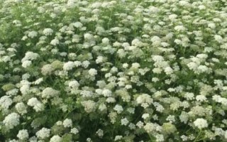 蛇床子种植方法，对土壤要求不严