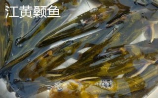 黄骨鱼养多久才能上市，需养殖12-13个月才能售卖