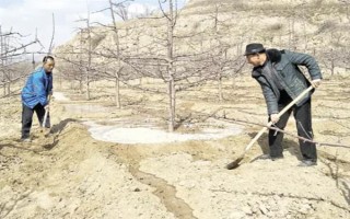 响富苹果品种简介，其优质果率高达90%以上