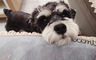 狗狗会得糖尿病吗，狗最常患I型糖尿病