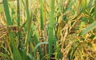 什么是再生稻，种一茬能收获两回的水稻