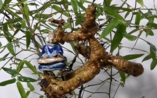 簕竹的养殖方法，生长期要每隔3天浇一次水