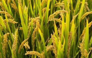 湘早籼46号水稻种子简介,全生育期110天左右