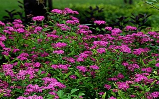 绣线菊的品种介绍，常见的有金山绣线菊、日本绣线菊等