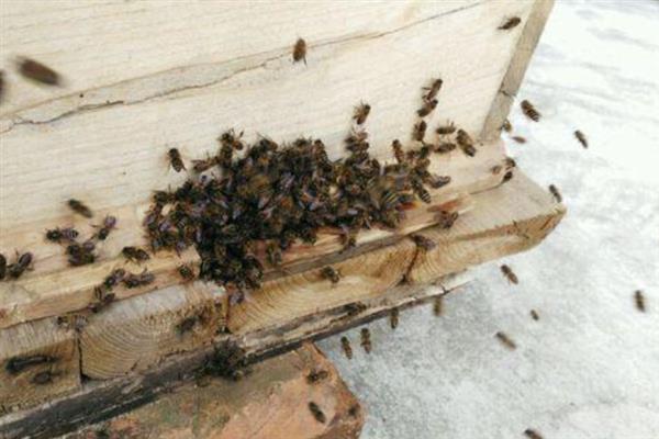 冬天如何对蜜蜂饲喂糖水，在饲喂器中添加糖浆再放入蜂箱中即可
