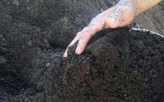 燕子掌病虫害防治方法，主要病害有炭宜病和叶斑病