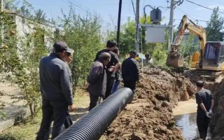 李子苗的价格，通常在1-3元左右一棵