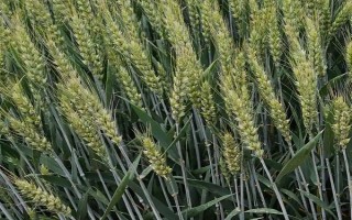 昌麦32小麦种子特点，并加强除草和病虫害防治