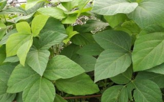 邯豆14大豆种子特点,生育期平均136天