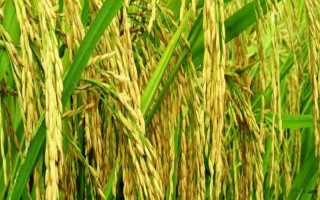 谷优16水稻种子特征特性，6月中下旬播种