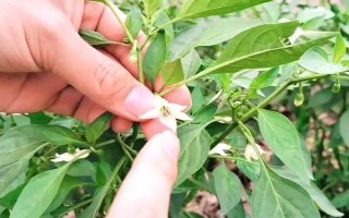 种植辣椒是否要授粉，属于自花授粉作物、无需人工授粉