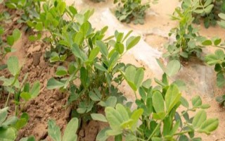 6月份能不能种花生，可以种植但并非适期