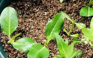 长春花剪枝种植方法,适合偏酸性的沙质土壤