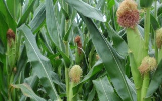 SN696玉米种子特点，普通玉米品种