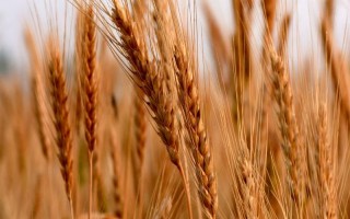温麦28小麦种子特点，最佳播期10月10日左右