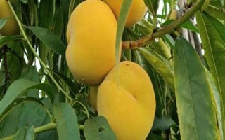 河南漯河市的特产，漯河黄桃品质超群