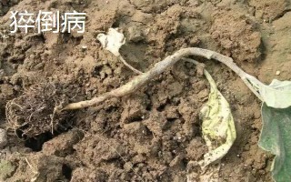 立枯病和猝倒病的区别是什么,病原菌和发生时间均不同