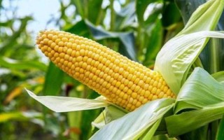 海玉13玉米种子介绍，选择中等以上肥力地块