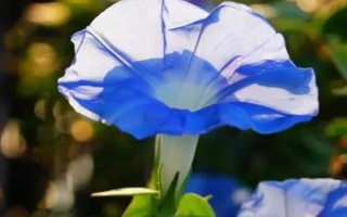 牵牛花有没有毒，茎、叶、花、种子都有毒素