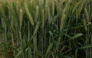 许农7号小麦种子特点，属半冬性多穗型中晚熟品种