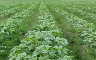 怎么种太阳花，是互赠好友的花卉